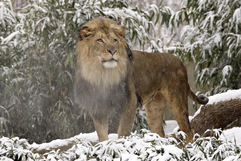 Male Lion in Snow