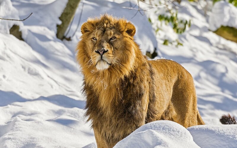 Male Lion in Snow — White, Calm