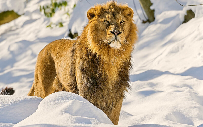 Male Lion in Snow — White