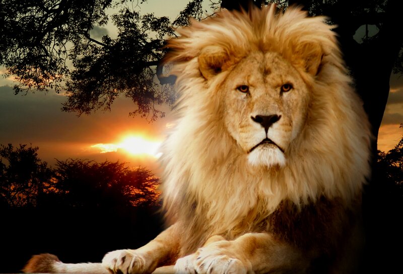 Male Lion in Sunset — Orange