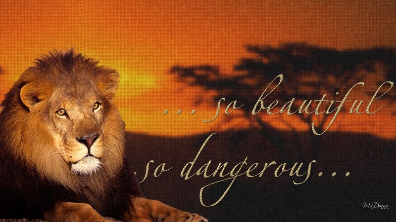 Male Lion in Sunset