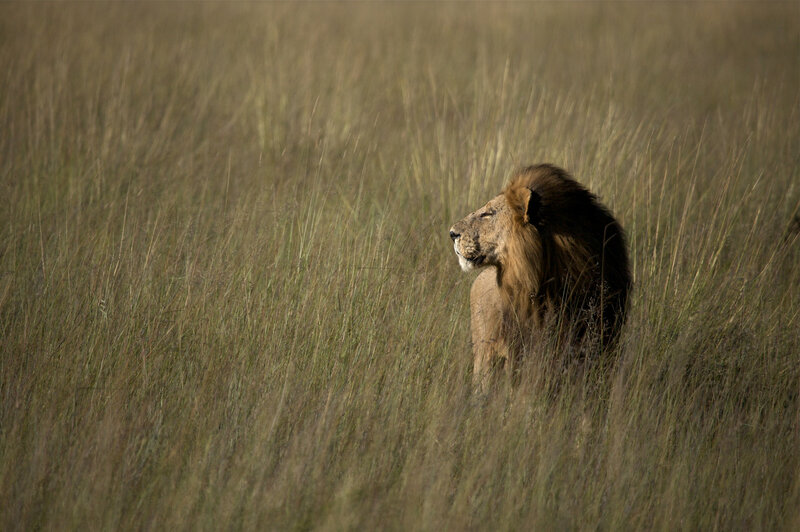 Male Lion in Tall Grass