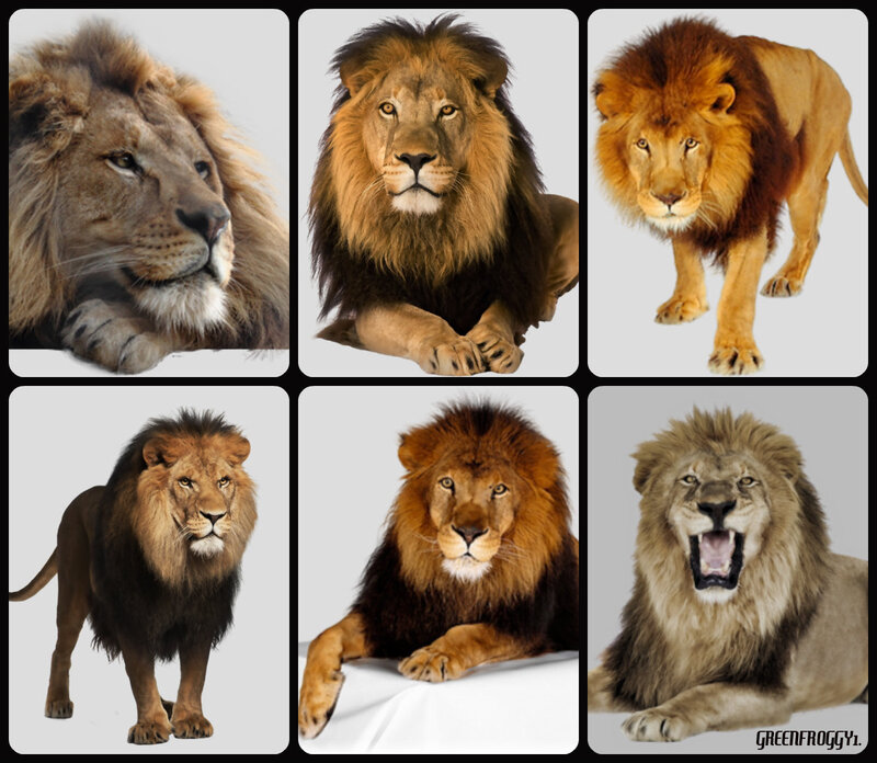 Male Lion in Various Poses