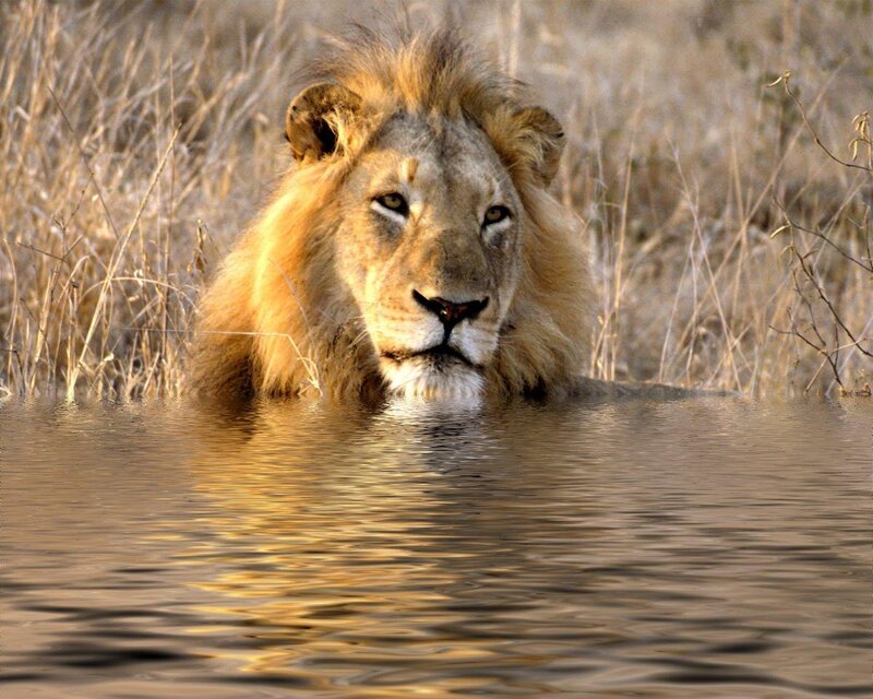 Male Lion in Water