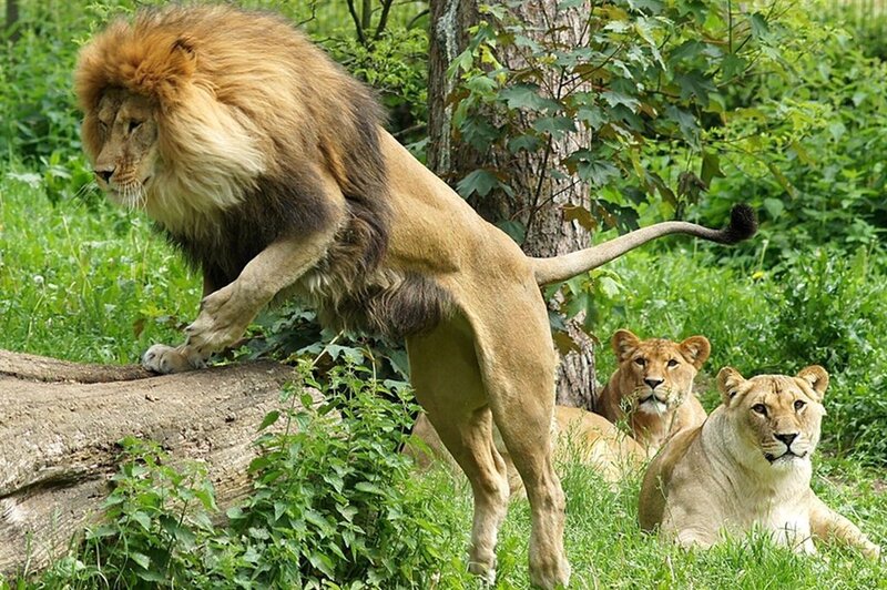 Male Lion Jumping