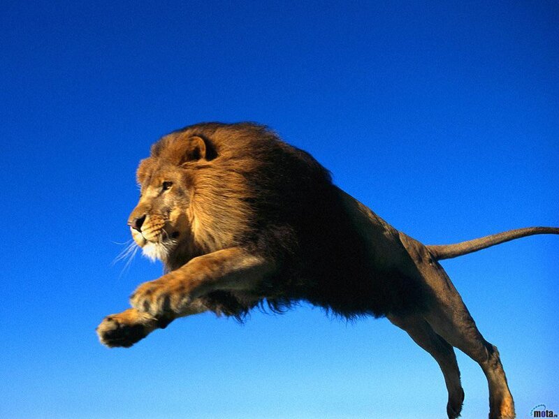Male Lion Leaping