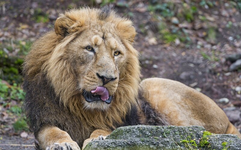Male Lion Licking Lips