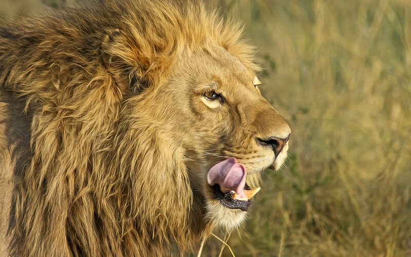 Male Lion Licking Mouth