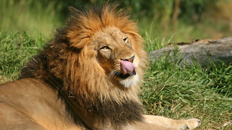Male Lion Licking Nose