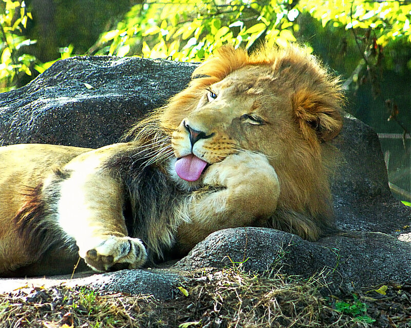Male Lion Licking Paw