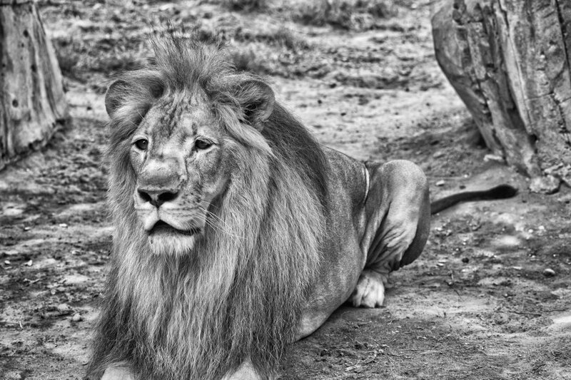 Male Lion Lying Down — Black, Calm