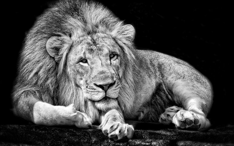 Male Lion Lying Down — Black, Dramatic, Photograph