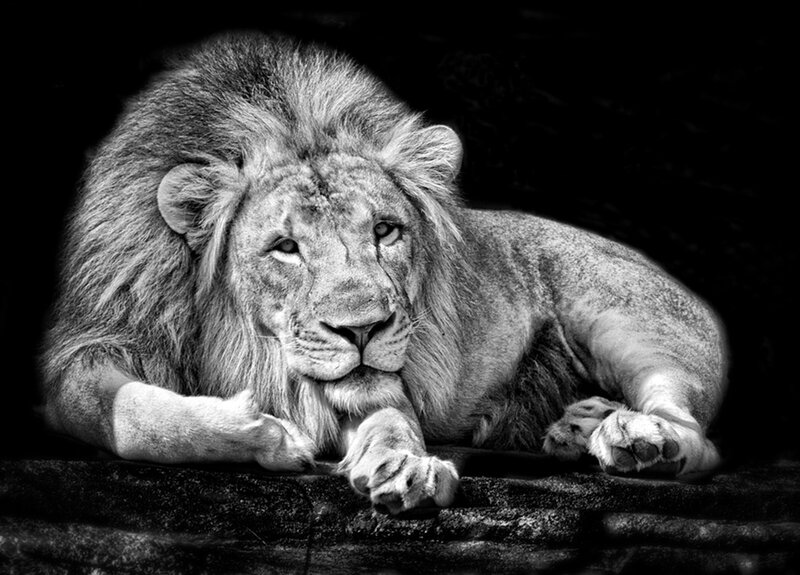 Male Lion Lying Down — Black, Dramatic