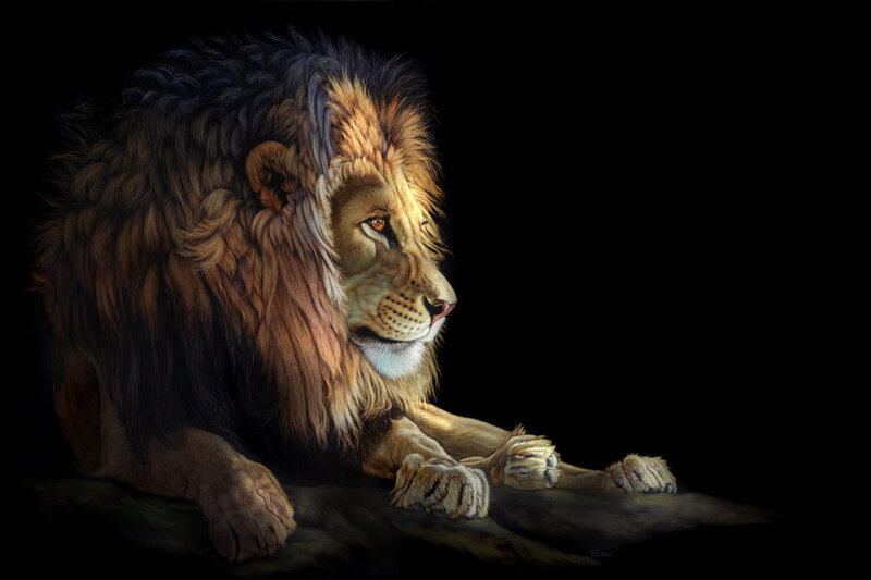 Male Lion Lying Down — Black
