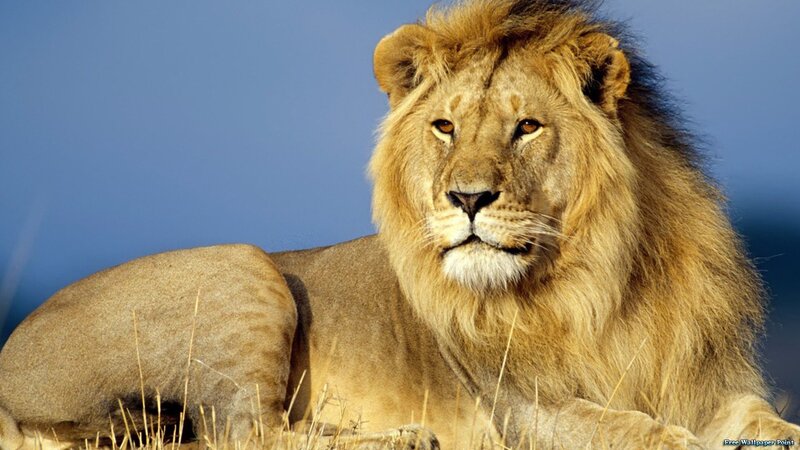 Male Lion Lying Down — Blue