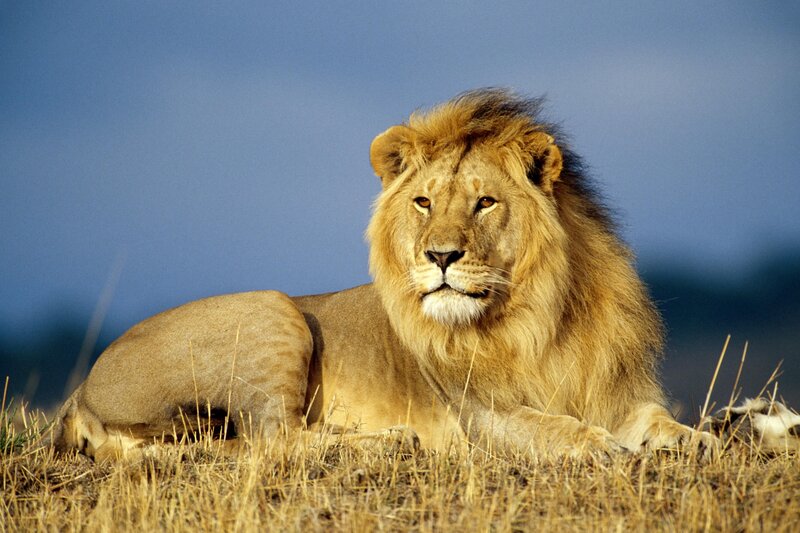 Male Lion Lying Down — Brown, Blue