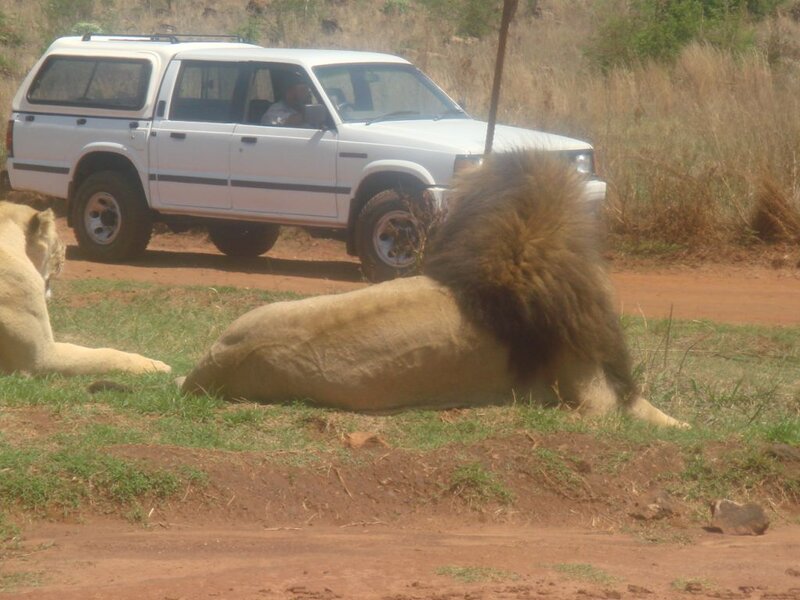 Male Lion Lying Down — Brown, Calm, Afternoon, Photograph, Car