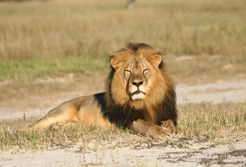 Male Lion Lying Down — Brown, Calm, Afternoon, Photograph, Grass, Dirt