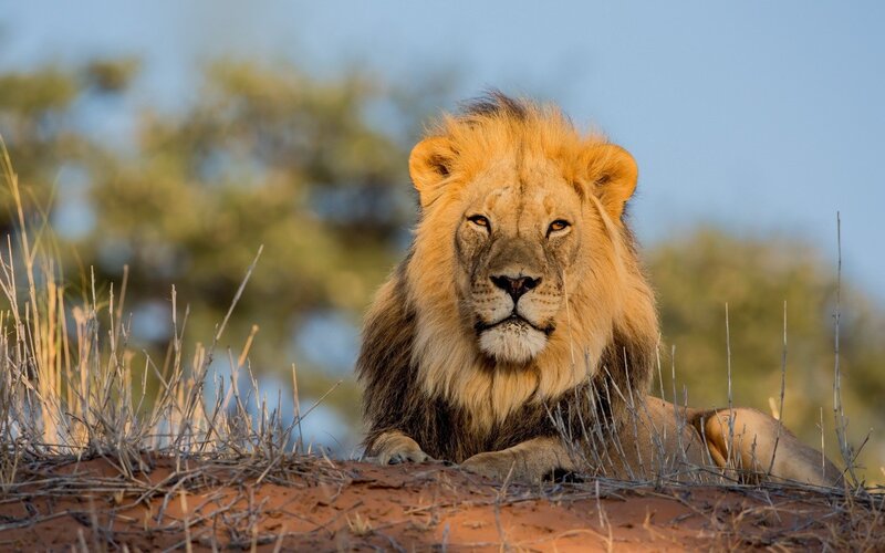 Male Lion Lying Down — Brown, Calm, Afternoon, Photograph, Grass, Dirt, Trees