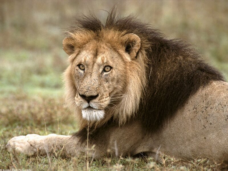 Male Lion Lying Down — Brown, Calm, Afternoon, Photograph, Grass, Mud