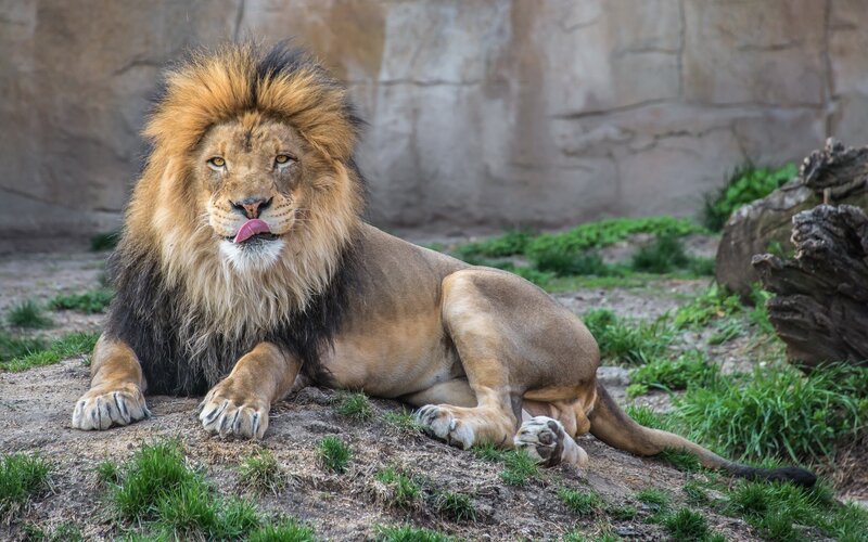 Male Lion Lying Down — Brown, Calm, Afternoon, Photograph, Grass, Rock Wall