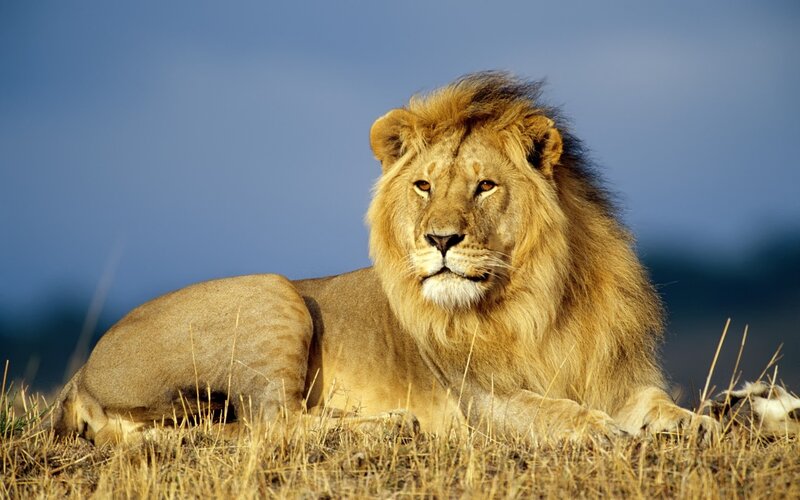 Male Lion Lying Down — Brown, Calm, Afternoon, Photograph, Grass, Sky