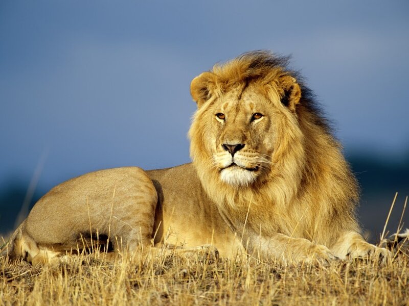 Male Lion Lying Down — Brown, Calm, Afternoon, Photograph, Grass