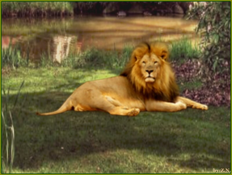 Male Lion Lying Down — Brown, Calm, Afternoon, Photograph, Grass, Water