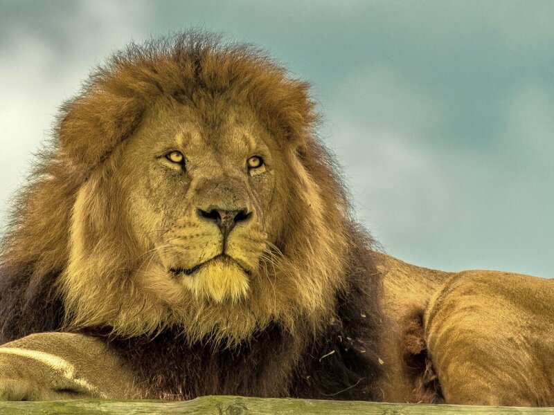 Male Lion Lying Down — Brown, Calm, Afternoon, Photograph, Sky