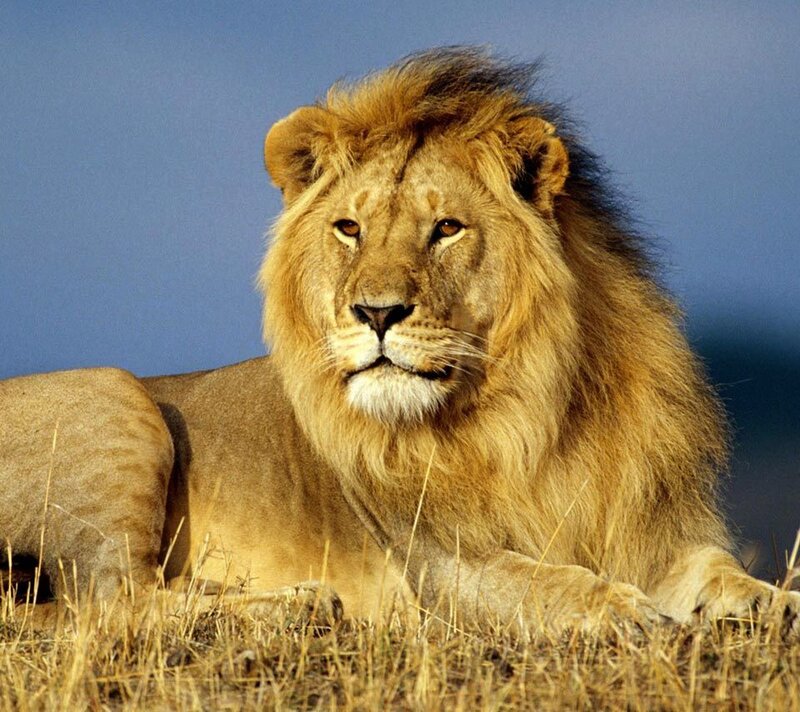 Male Lion Lying Down — Brown, Calm, Afternoon