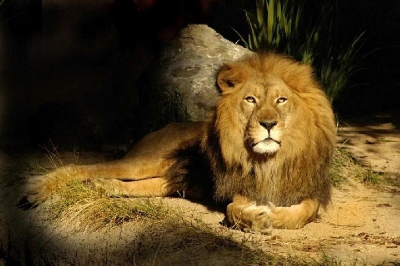Male Lion Lying Down — Brown, Calm, Night