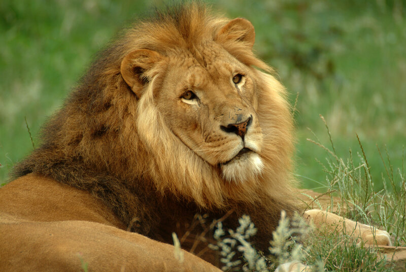 Male Lion Lying Down — Brown, Calm, Photograph