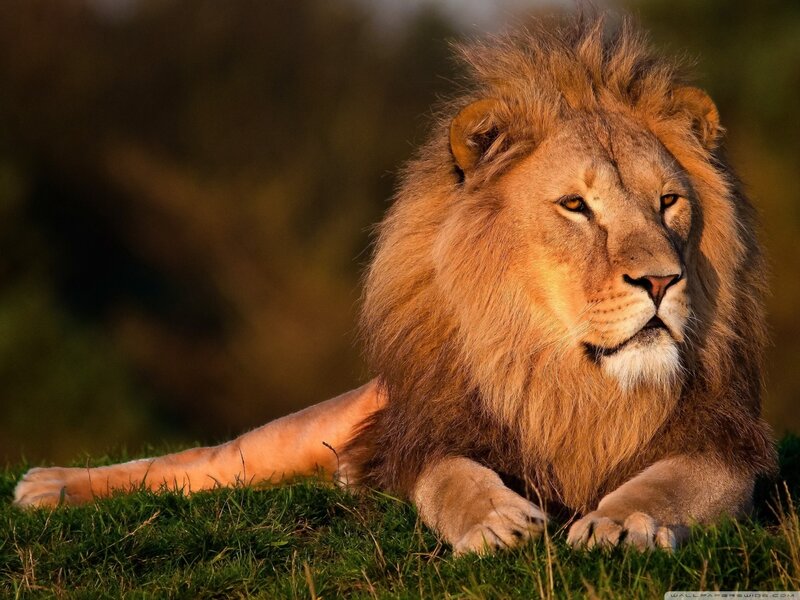 Male Lion Lying Down — Brown, Calm, Sunset, Photograph, Grass