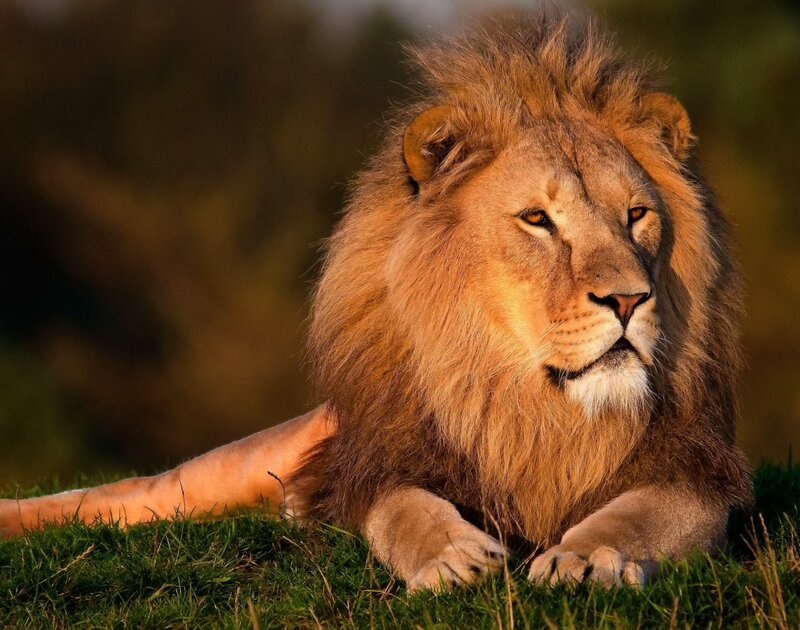 Male Lion Lying Down — Brown, Calm, Sunset, Photograph