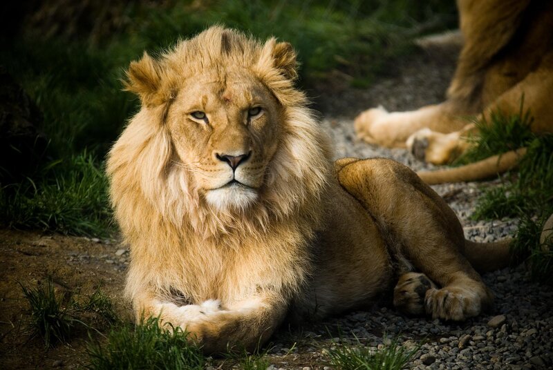 Male Lion Lying Down — Brown, Calm