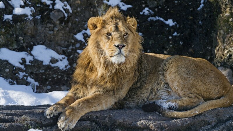 Male Lion Lying Down — Brown, Calm, Winter, Photograph