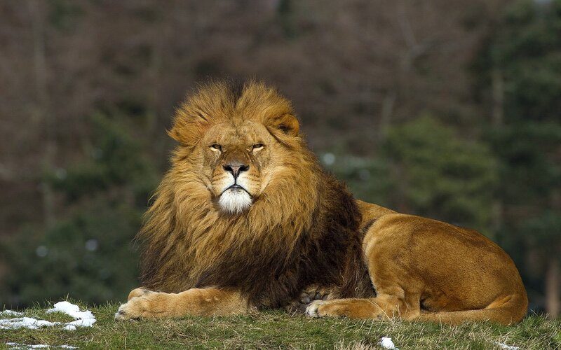 Male Lion Lying Down — Brown, Calm, Winter