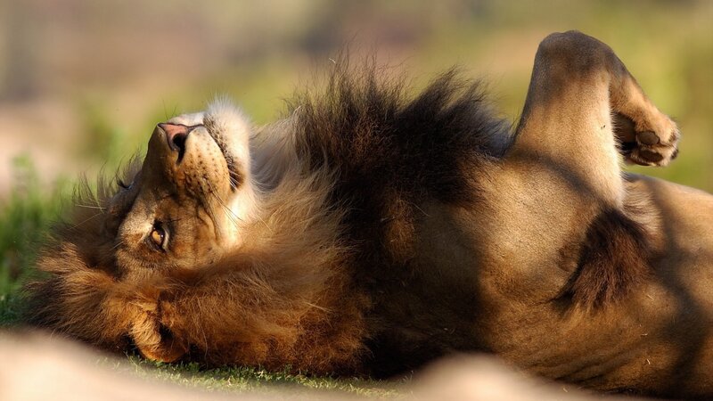 Male Lion Lying Down — Brown, Relaxed