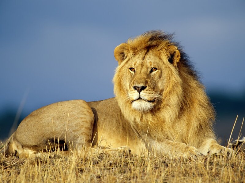 Male Lion Lying Down — Brown, Sky