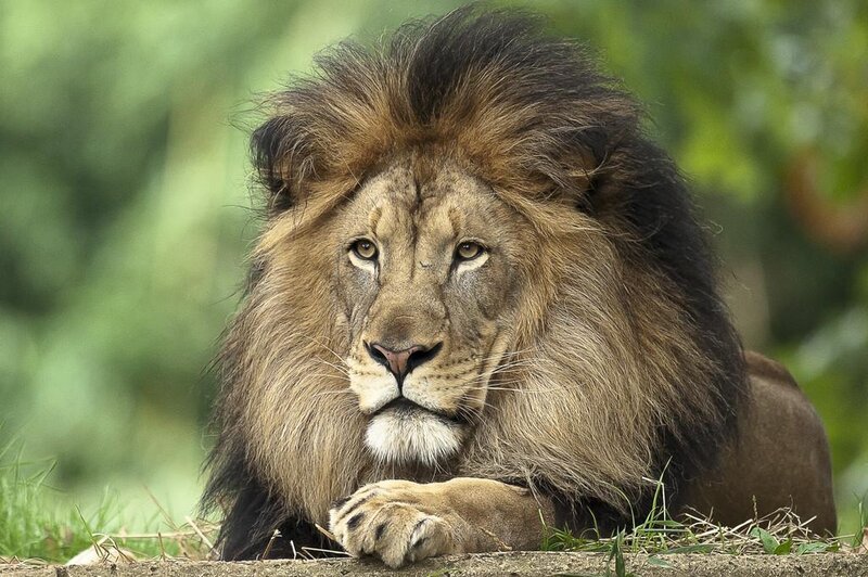 Male Lion Lying Down — Brown
