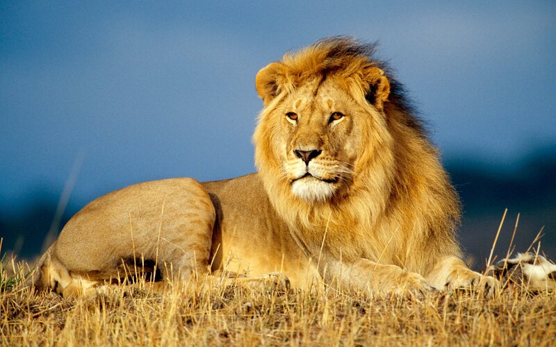 Male Lion Lying Down — Calm, Grass