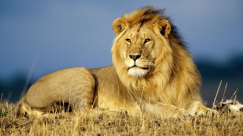 Male Lion Lying Down — Calm, Photograph
