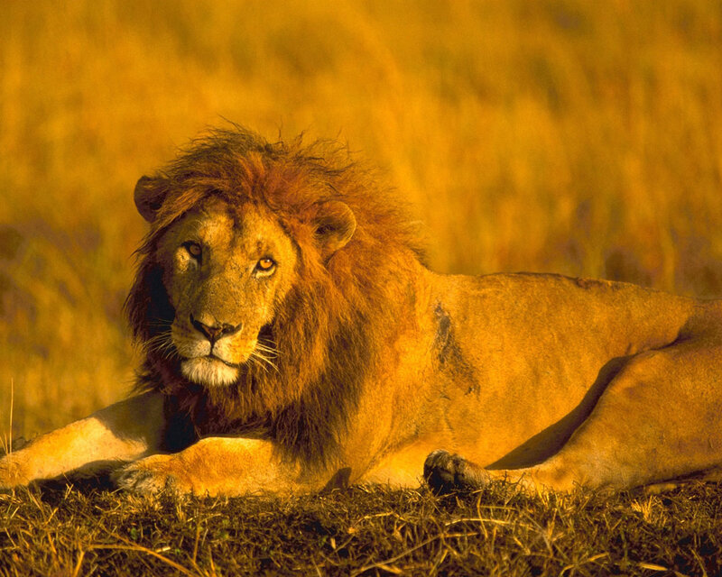 Male Lion Lying Down — Golden