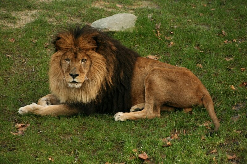 Male Lion Lying Down — Green