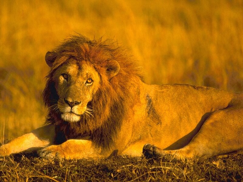 Male Lion Lying Down — Yellow