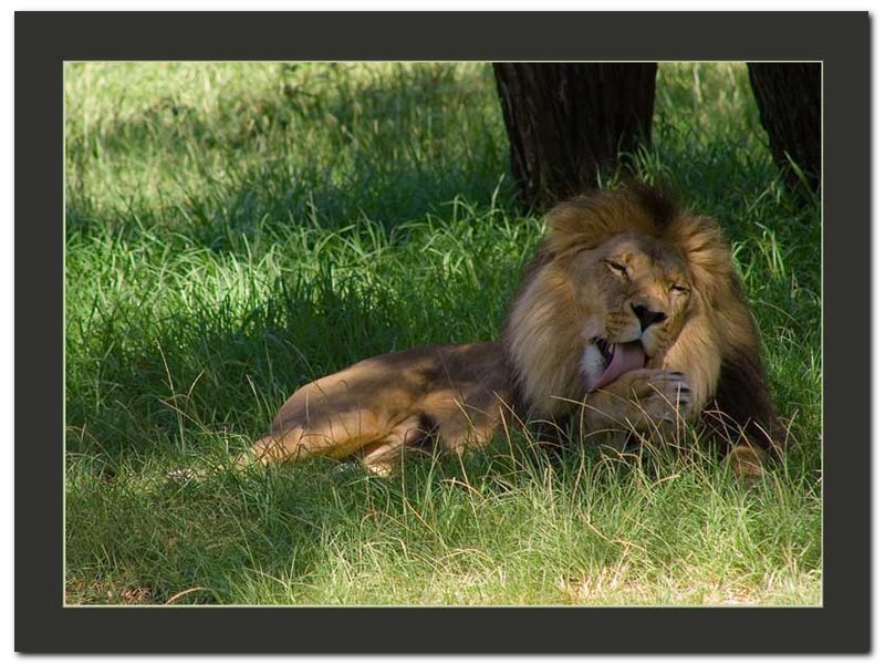 Male Lion Lying in Grass