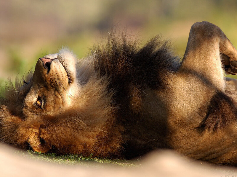 Male Lion Lying on Back