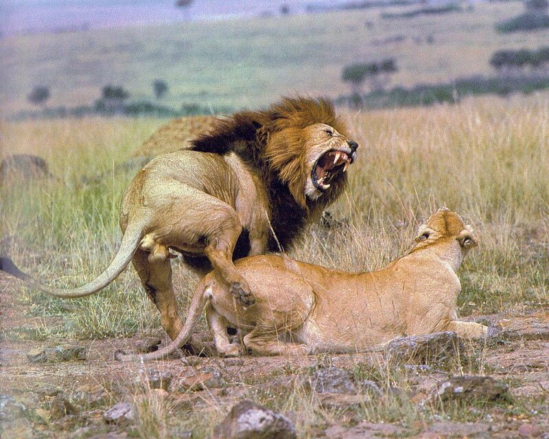 Male Lion Mating Female