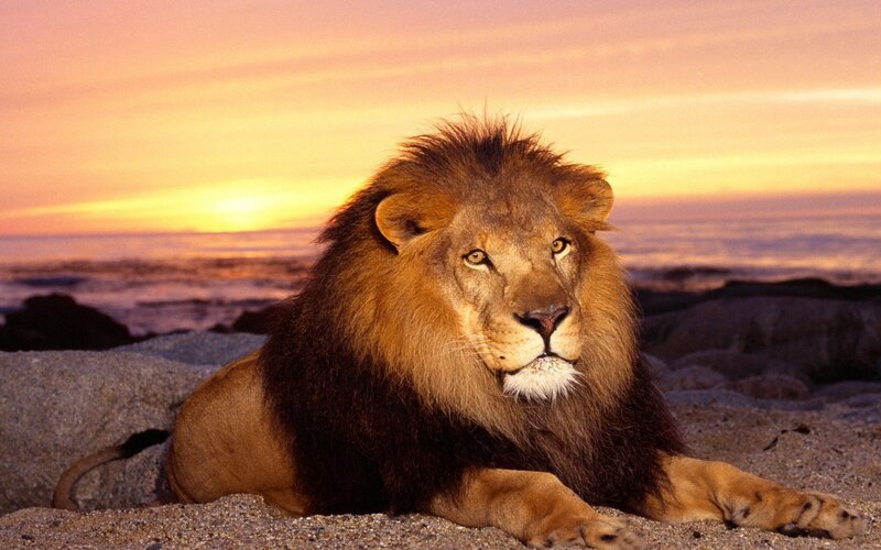 Male Lion on Beach — Orange, Calm
