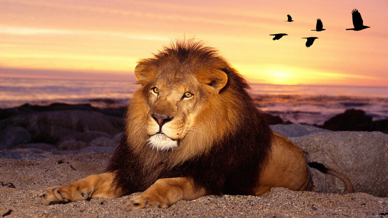 Male Lion on Beach — Orange, Serene